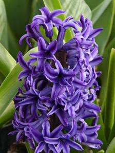 hyacinth