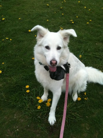 shiloh on dandelions