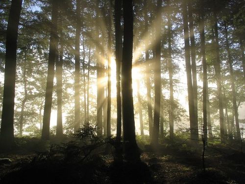 800px-Keji_sunrise_trees