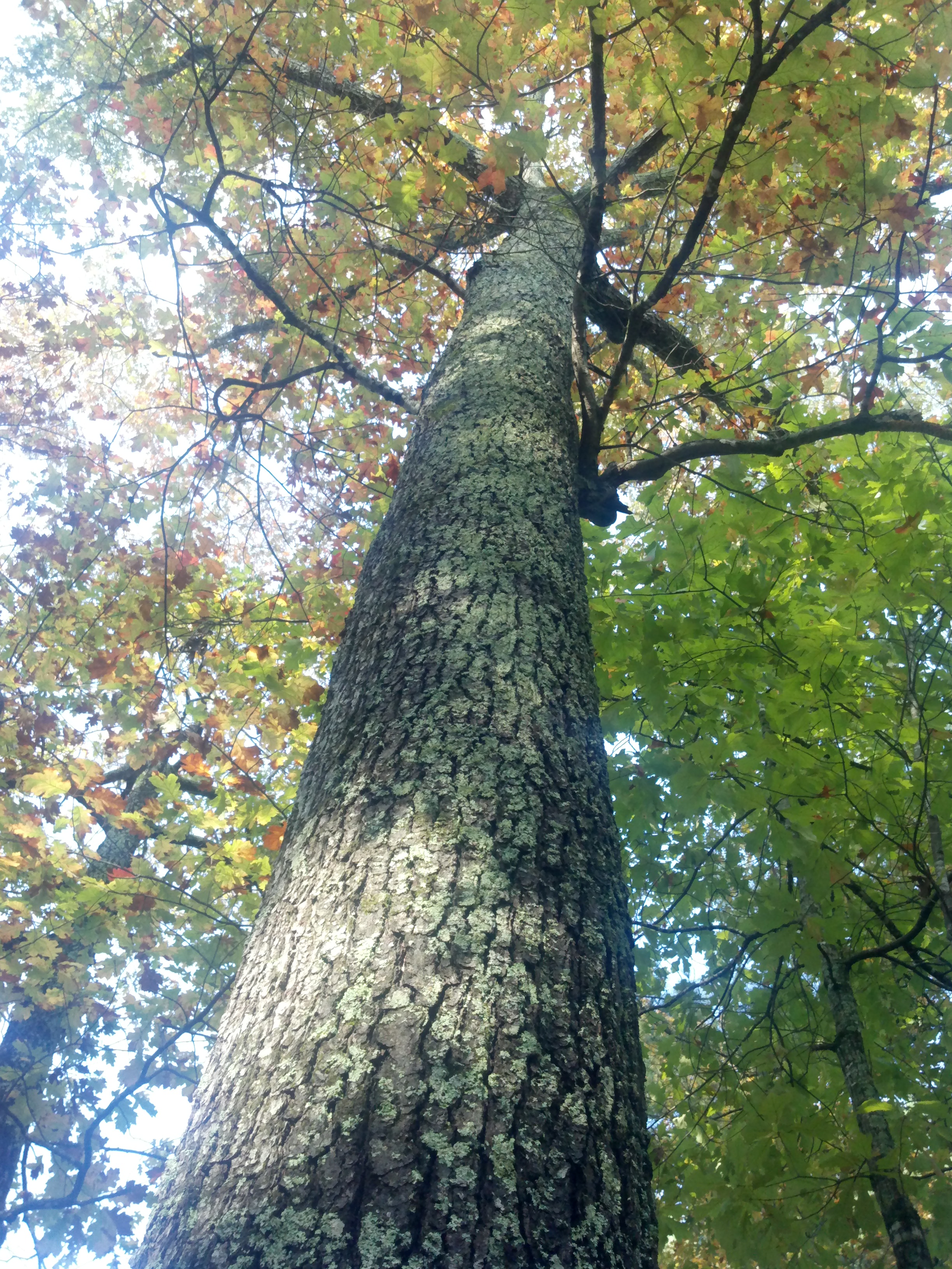 oak-tree-looking-up